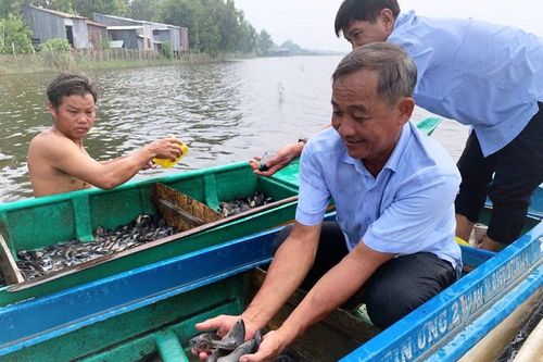 An Giang: An Cư phát triển sinh kế mùa lũ từ 40.000 con cá giống