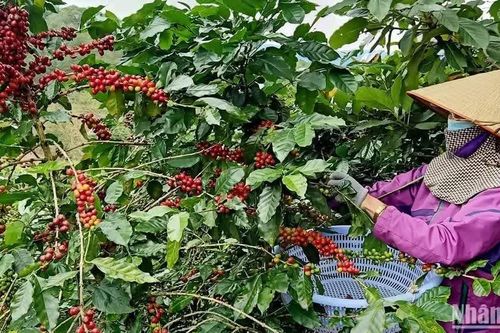 Phát triển kinh tế tư nhân ở Trung Bộ và Tây Nguyên: Thực trạng và hàm ý chính sách