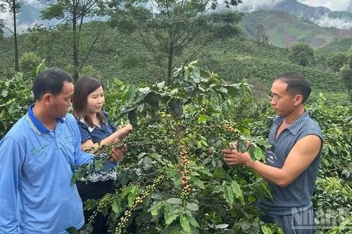 Điện Biên: Diện tích trồng mới cây cà-phê trong năm đã hoàn thành chỉ tiêu cả nhiệm kỳ