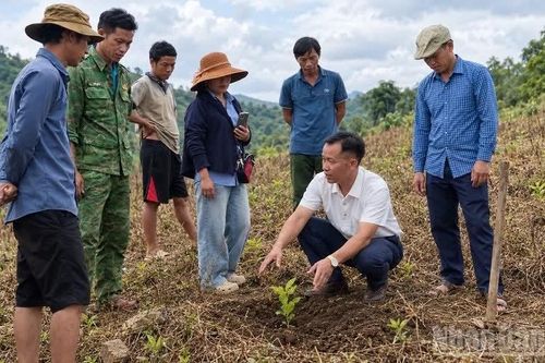 Sùng A Dia - 'người thầy' trên nương cà-phê