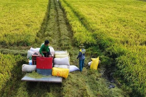 [VIDEO] Giá lúa giảm sâu tại An Giang, nông dân lãi chưa tới 2 triệu đồng mỗi công