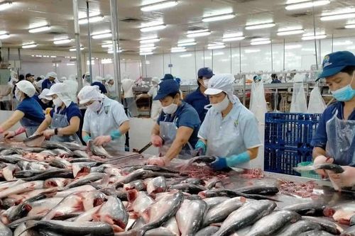 Xuất khẩu cá tra sang Mỹ sụt giảm mạnh do áp lực thuế quan