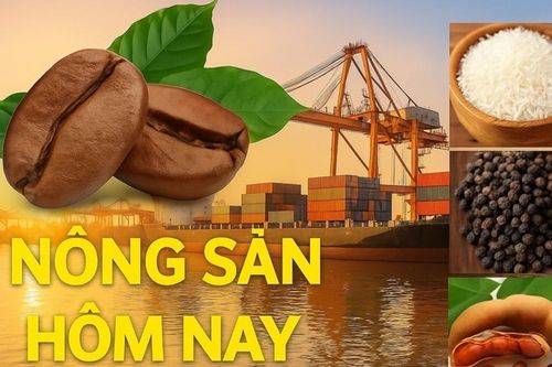 Giá nông sản hôm nay 16/9/2026: Giá cà phê trong nước khó duy trì đà phục hồi; Mỹ phản ứng dè dặt trước 'đòn thuế' đáp trả từ Canada