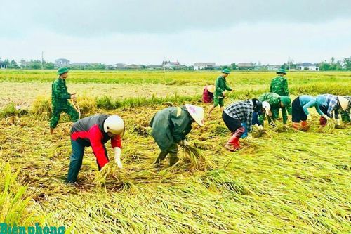 Huy động lực lượng giúp dân thu hoạch lúa trước nguy cơ ngập úng