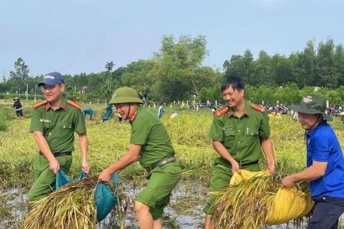 Đà Nẵng: Công an, thanh niên giúp người dân cứu lúa sau mưa lớn