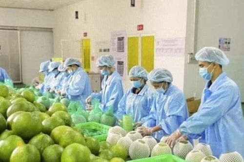 Bộ Nông nghiệp khuyến cáo 'nóng' khi Úc dừng nhập bưởi Việt Nam