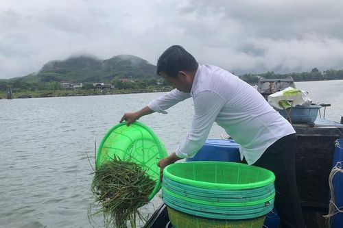 Huế thả gần 50.000 con cá, cua giống tái tạo nguồn lợi thủy sản