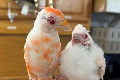 Phát hiện chào mào đỏ phương Bắc bạch tạng cực hiếm, 30.000 con mới có một