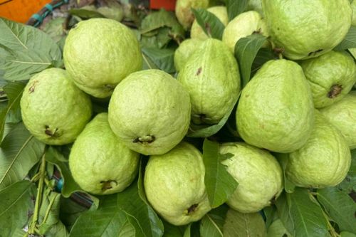 5 lý do bệnh nhân đái tháo đường nên ăn ổi nhiều hơn