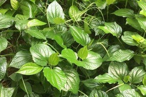 3 cây thuốc hỗ trợ giảm đau nhức xương khớp