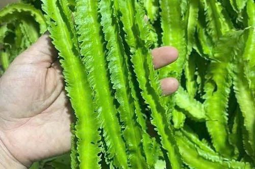 Tác dụng của loại đậu được ví như 'rồng xanh' trong vườn