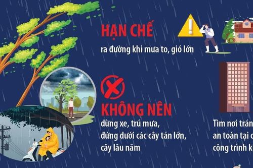 Phòng tránh tai nạn cây xanh gãy, đổ khi mưa lớn
