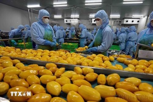 Xuất siêu nông lâm thủy sản đạt 14,25 tỷ USD trong 8 tháng