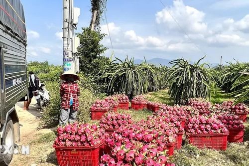 Lâm Đồng: Giá giảm sâu, nhà vườn dồn sức cho thanh long mùa nghịch