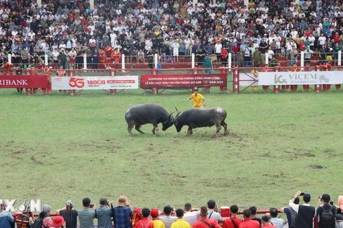 Nhiều điểm mới tại Lễ hội chọi trâu Đồ Sơn 2026