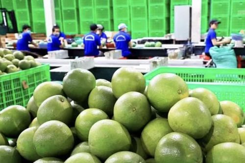 Thông tin lý do Úc dừng nhập khẩu bưởi của Việt Nam