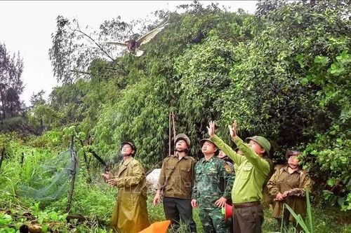 Hà Tĩnh: Xóa 'ma trận' bẫy chim, Quảng Trị cứu hộ tê tê Java