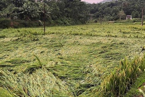 Mưa lũ gây nhiều thiệt hại tại các địa phương
