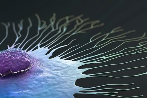 Mô hình AI dự đoán loại thuốc trị ung thư vú hiệu quả nhất
