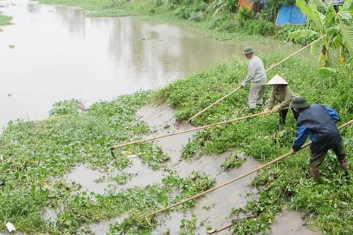Bắc Ninh: Vận hành 217 tổ máy bơm tiêu úng cho hơn 950 ha lúa, hoa màu