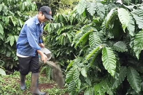 Canh tác xanh nâng giá trị hạt cà phê bền vững
