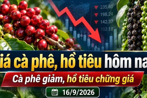 Giá cà phê hôm nay 16/9 giảm tới 900 đồng/kg, Arabica lao dốc