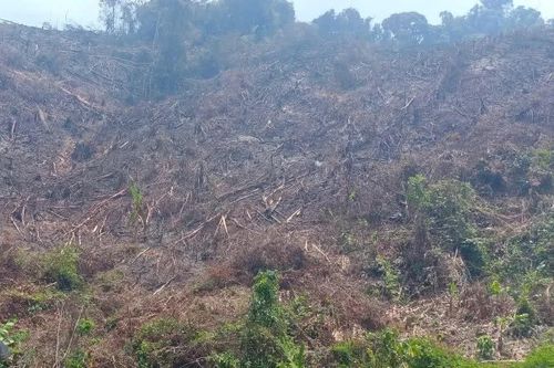 Phá gần 4.900 m² rừng tự nhiên, một người ở Gia Lai bị phạt 400 triệu đồng
