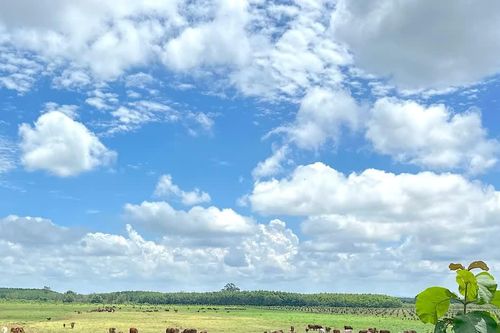 Gia Lai: Chấp thuận chủ trương đầu tư dự án Phát triển nông nghiệp bền vững Thaco Agri gần 3.820 tỷ đồng