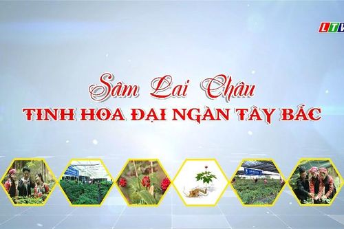 Từ ngày 19 - 20/9/2026, diễn ra Hội thảo khoa học 'Sâm Lai Châu - Tinh hoa đại ngàn Tây Bắc'