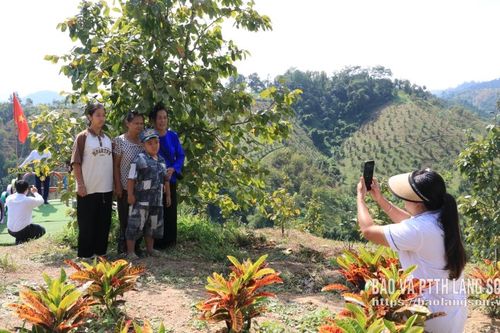 Nâng giá trị vườn hồng