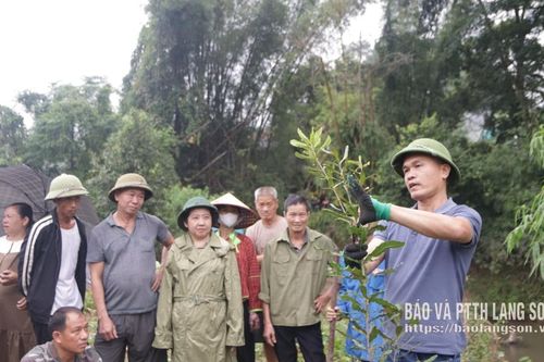 Phường Kỳ Lừa hỗ trợ người dân trồng cây mắc ca