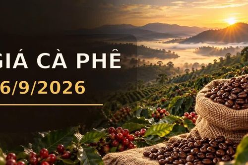 Giá cà phê hôm nay 16/9/2026 lên 95.500 đồng/kg, Arabica bật tăng