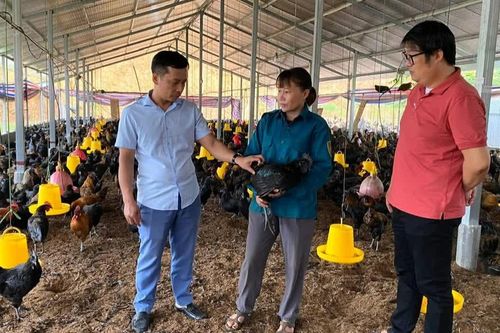 Nghị quyết 21 tạo đòn bẩy phát triển chăn nuôi ở Xuân Ái