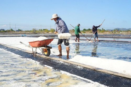 Nắng, gió kết tinh hạt muối trắng ngần