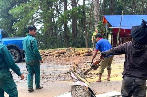 Xử lý 46 cây thông chết khô dọc Quốc lộ 14