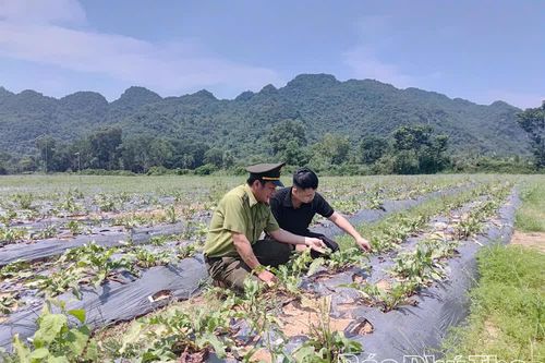 Đánh thức giá trị cây dược liệu