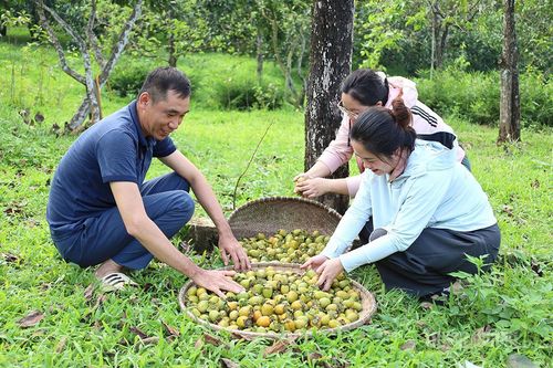 Mùa hồng không hạt Xuân Vân