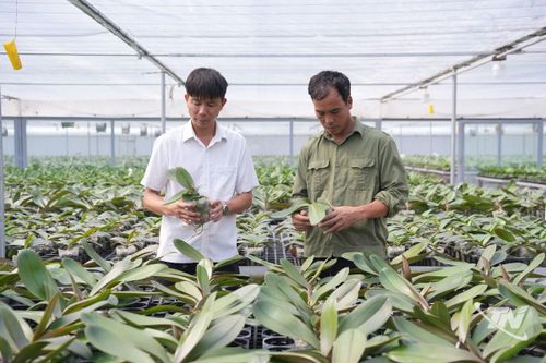 Hiệu quả từ nông nghiệp công nghệ cao
