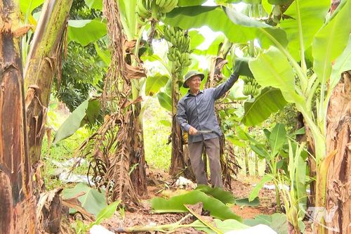 Chuối Phúc Thuận đầu ra còn bấp bênh