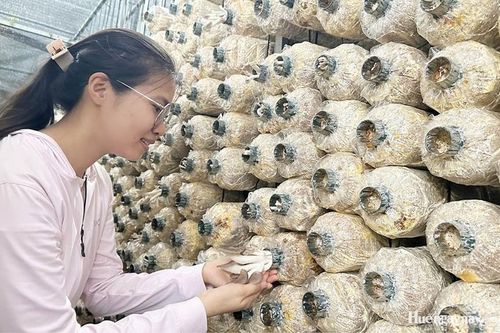 Biến mùn cưa keo tràm thành nấm sạch