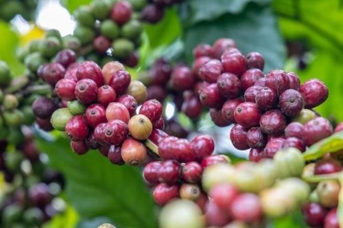 Ngày 16/9: Giá cà phê bật tăng trở lại, hồ tiêu neo ở mức cao
