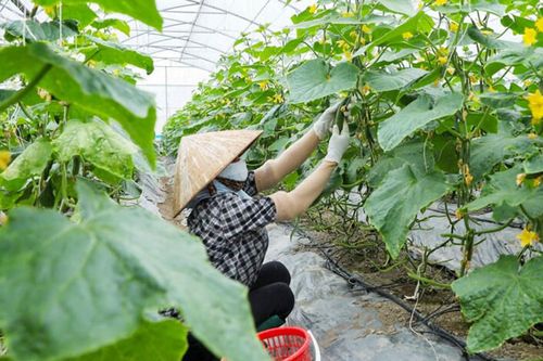 Bắc Ninh: Phát triển kinh tế nông nghiệp hiện đại