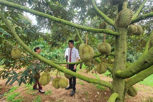 Từ đồng vốn đến những mùa quả ngọt ở Đắk Lắk