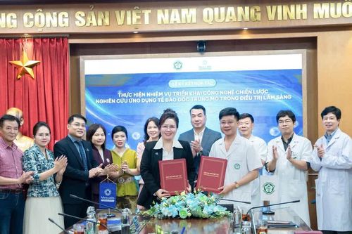 Ứng dụng tế bào gốc trong điều trị xơ gan