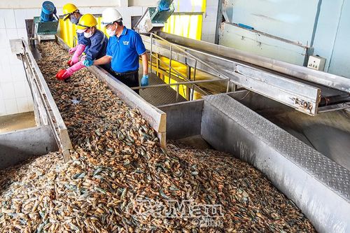 Chuyển đổi kép 'xanh, số': Con đường phát triển bền vững - Bài 2: Vòng tuần hoàn mới của con tôm, cây lúa