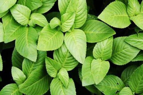 Chỉ cần vò nhẹ đã tỏa mùi thơm đặc biệt, loại rau từng mọc hoang bờ ruộng nay được người thành phố săn lùng, giá cao ngỡ ngàng