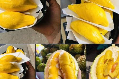 Sầu Musang King có gì đặc biệt mà được người tiêu dùng ví là 'vua sầu riêng'?