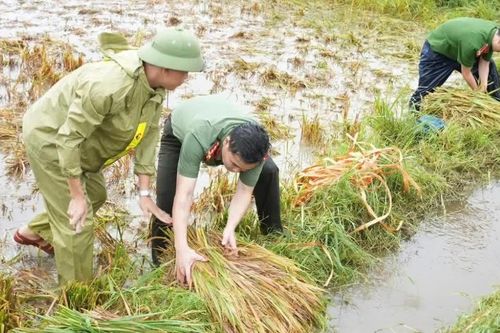 Công an, quân đội lội ruộng gặt lúa chạy lũ giúp dân