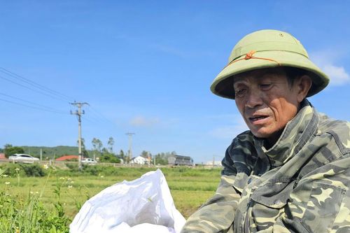 Nghệ An: Lúa hè thu lép hạt trên diện rộng, năng suất giảm