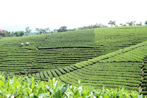 Chiêm ngưỡng những đồi chè đẹp nức tiếng ở Thái Nguyên